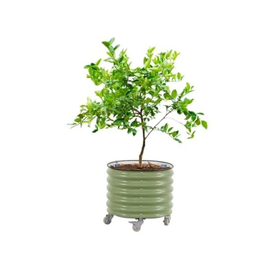 Self-Watering Planter - Vaso de plantio para cítricos com